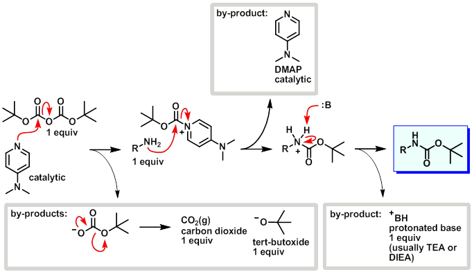 Boc protecion mechanism using base and DMAP