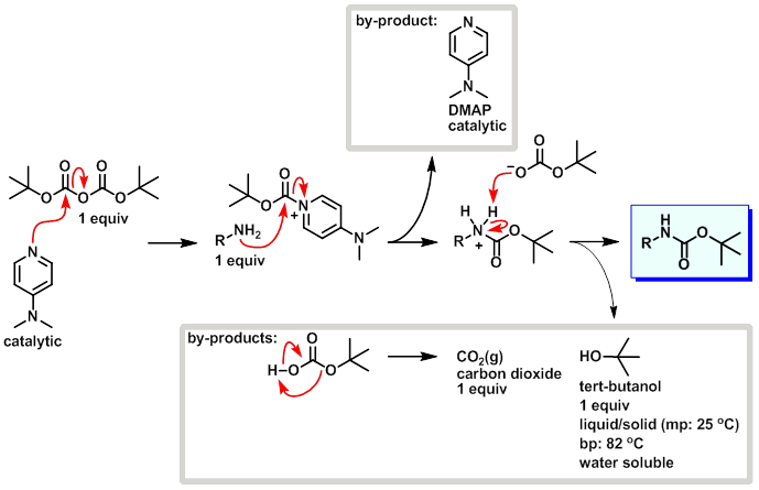 Boc Protection Mechanism Boc2O DMAP